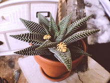 Load image into Gallery viewer, Stud Earrings • Minimal • Palm Leaf